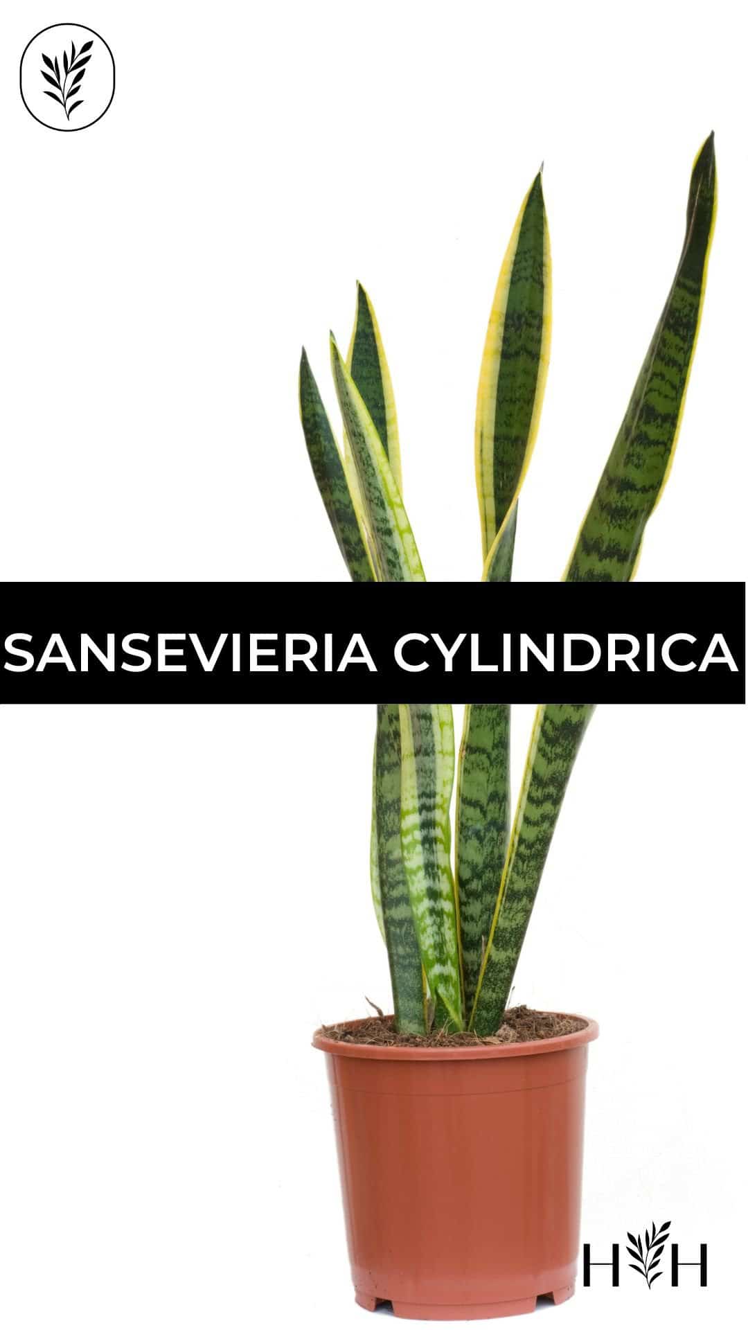 Sansevieria cylindrica via @home4theharvest
