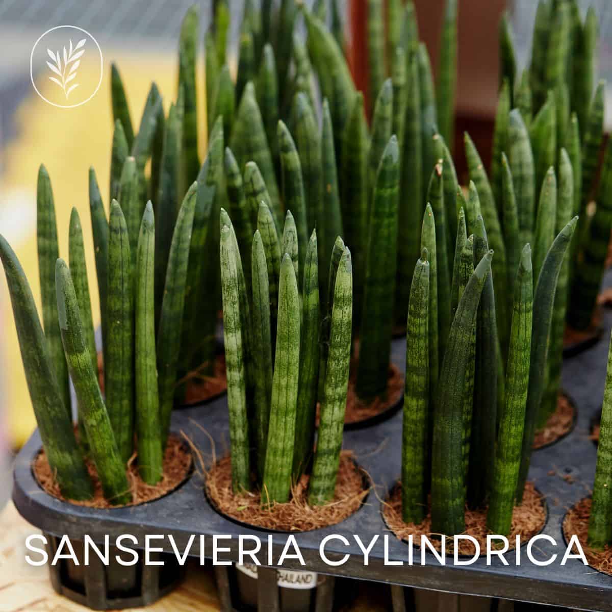 Sansevieria cylindrica via @home4theharvest