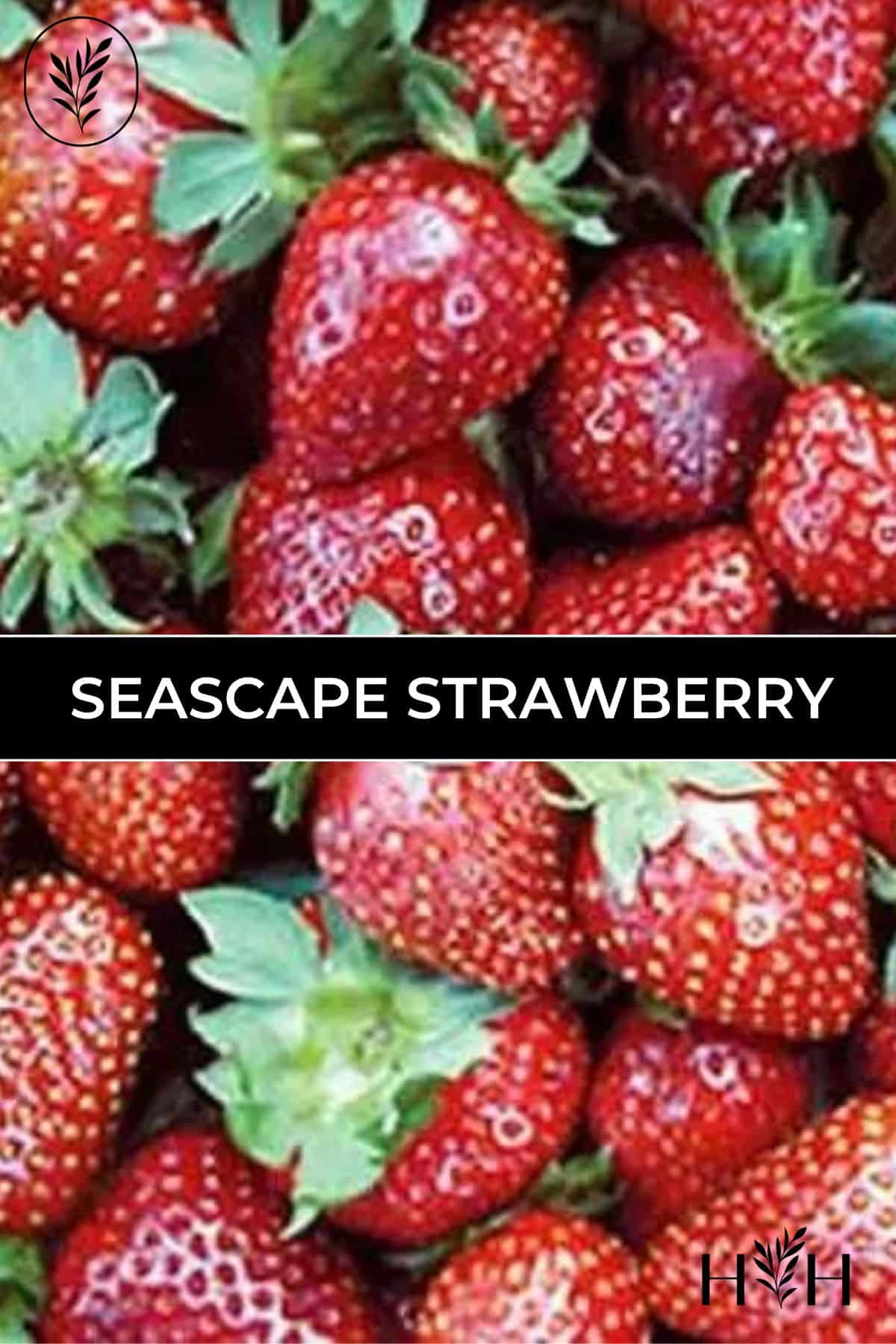 Seascape strawberry via @home4theharvest