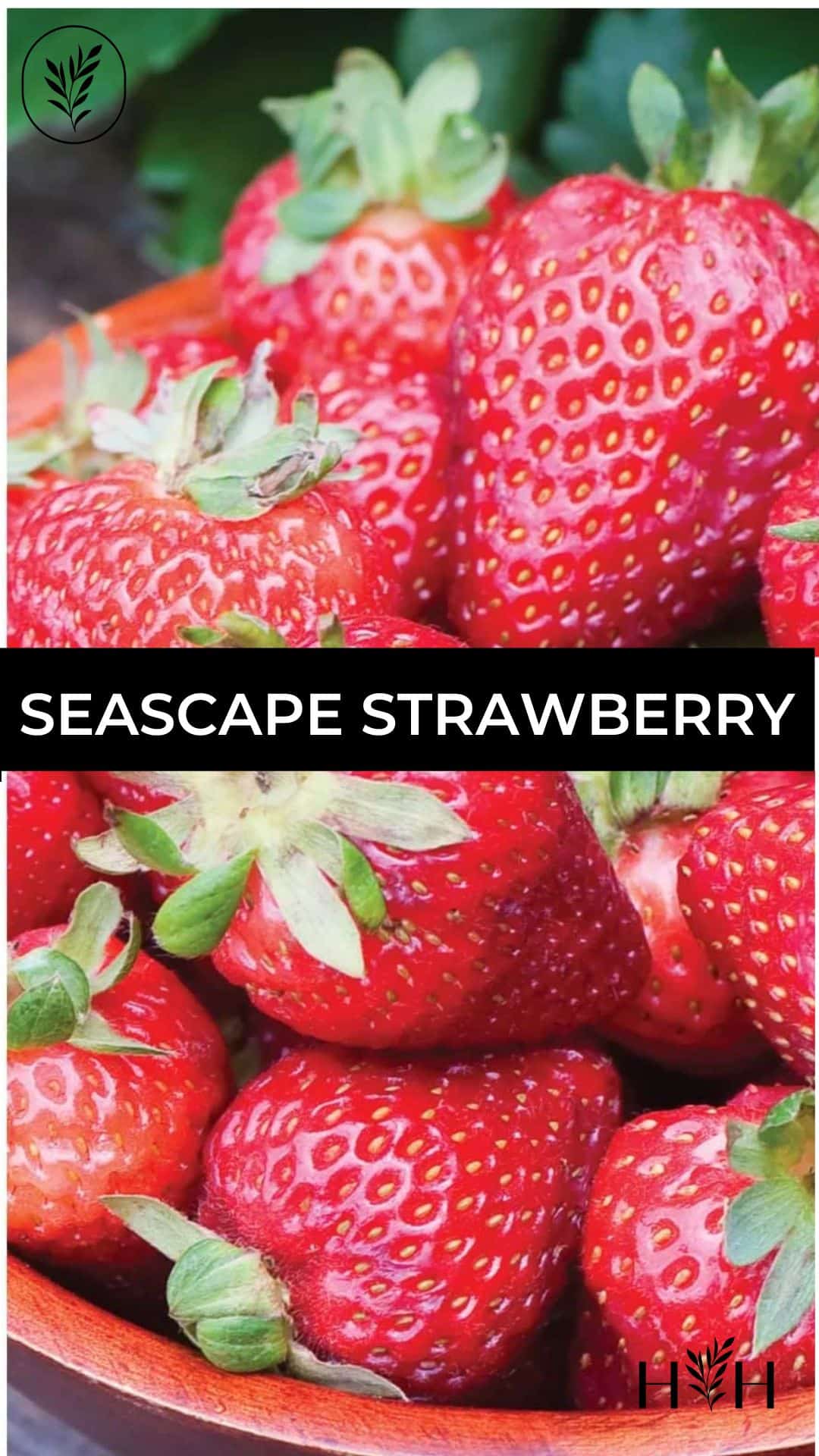 Seascape strawberry via @home4theharvest