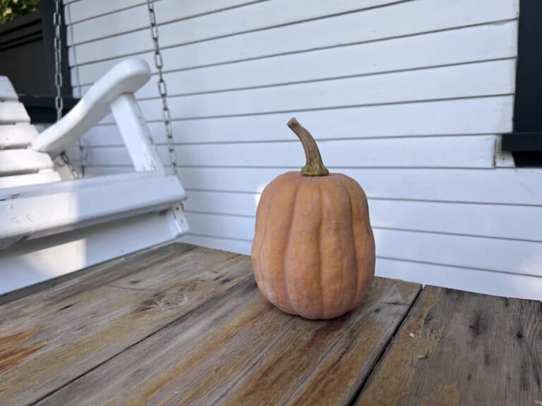 Small seminole pumpkin