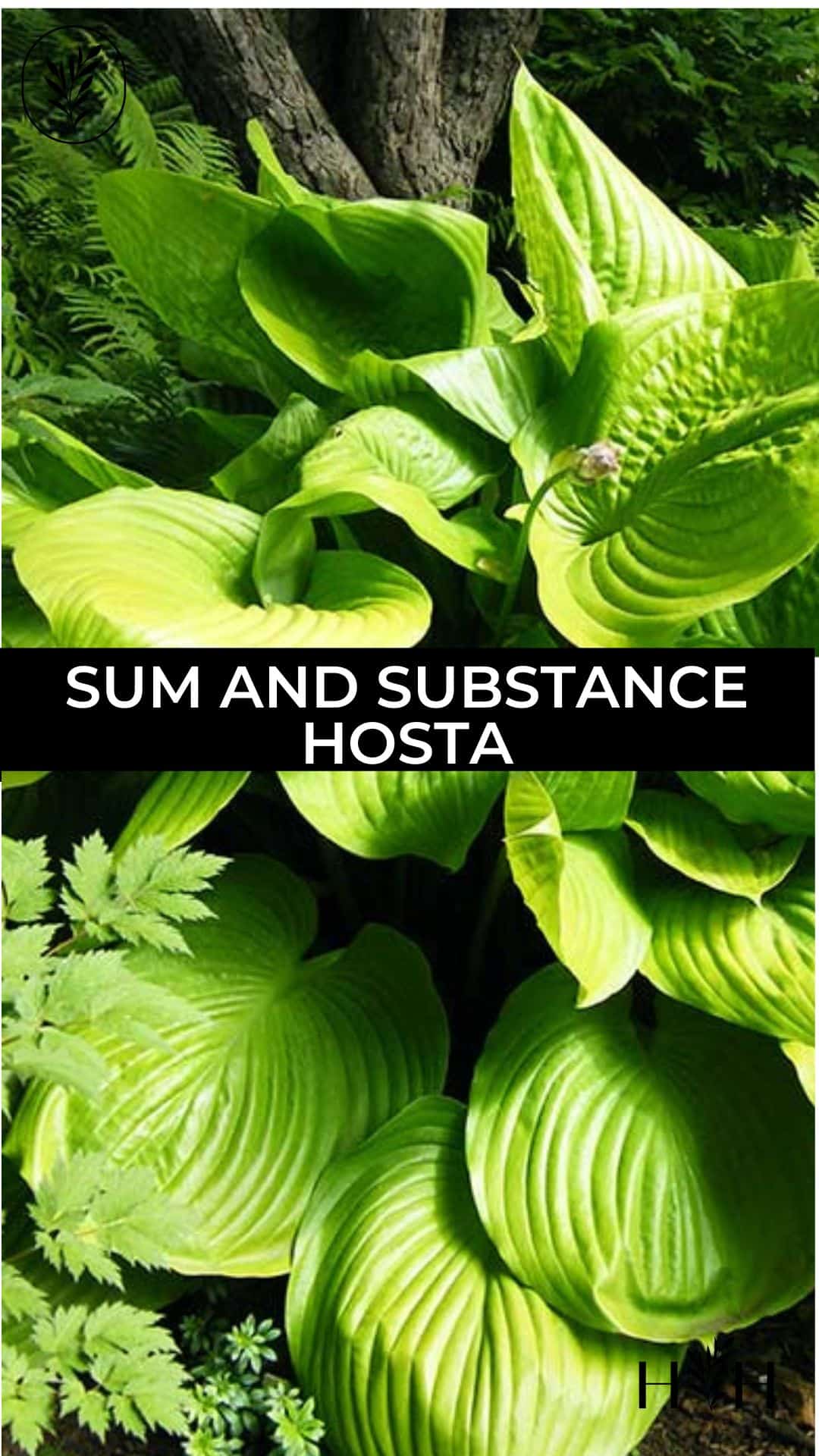 Sum and substance hosta via @home4theharvest