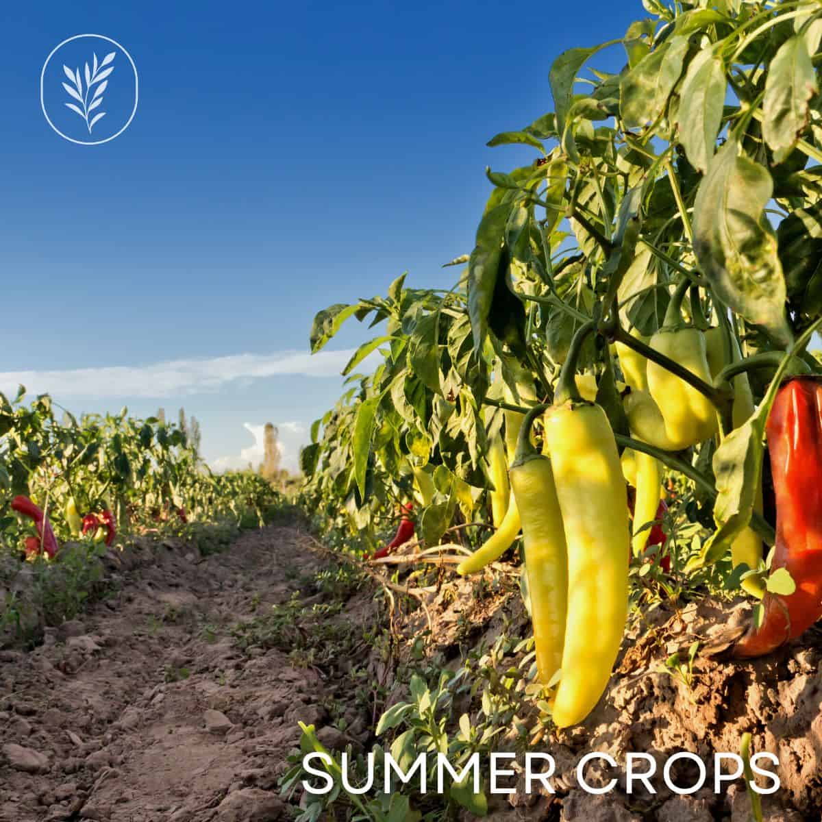 Summer crops via @home4theharvest