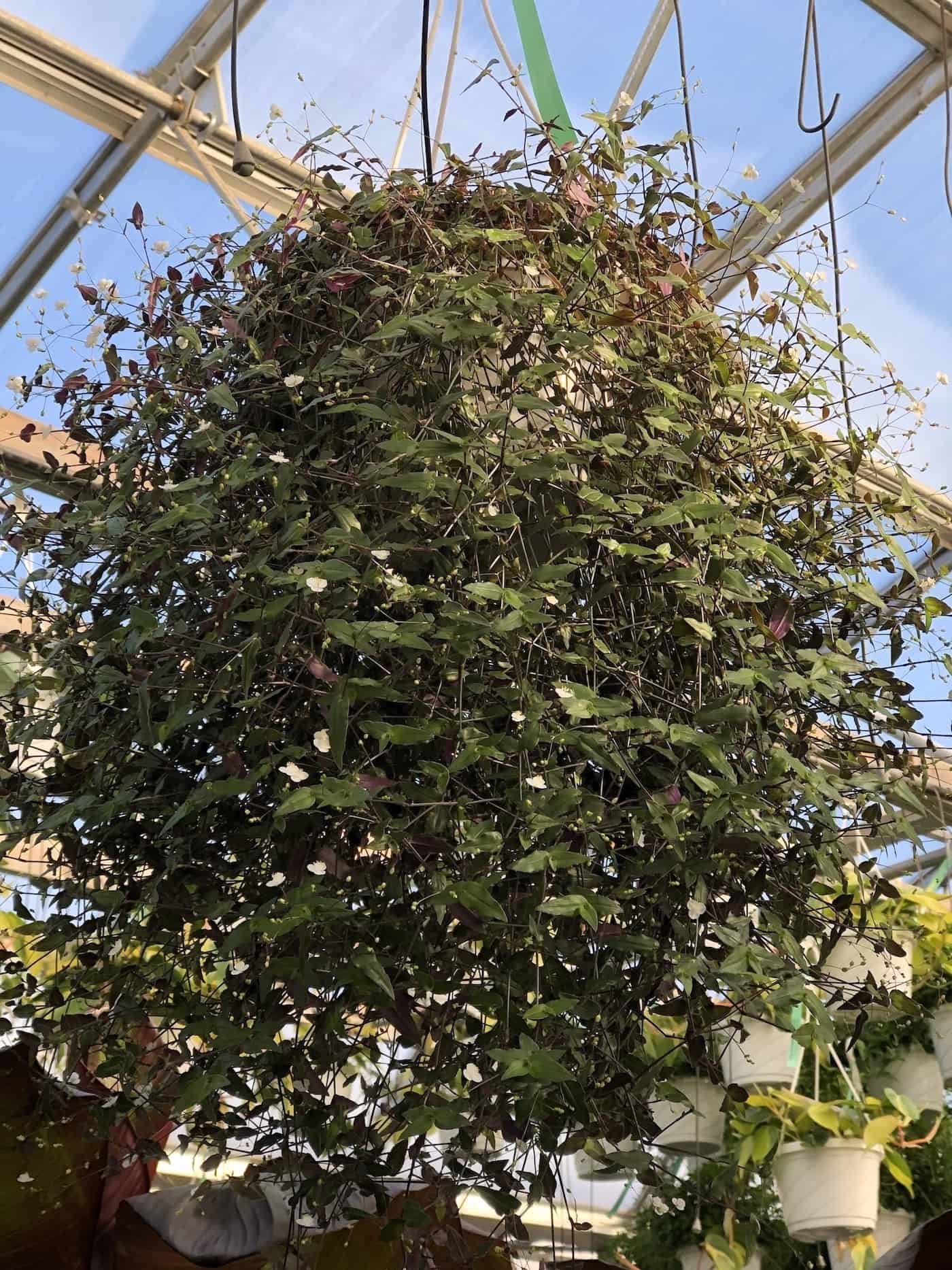 Tahitian bridal veil plant hanging basket in greenhouse