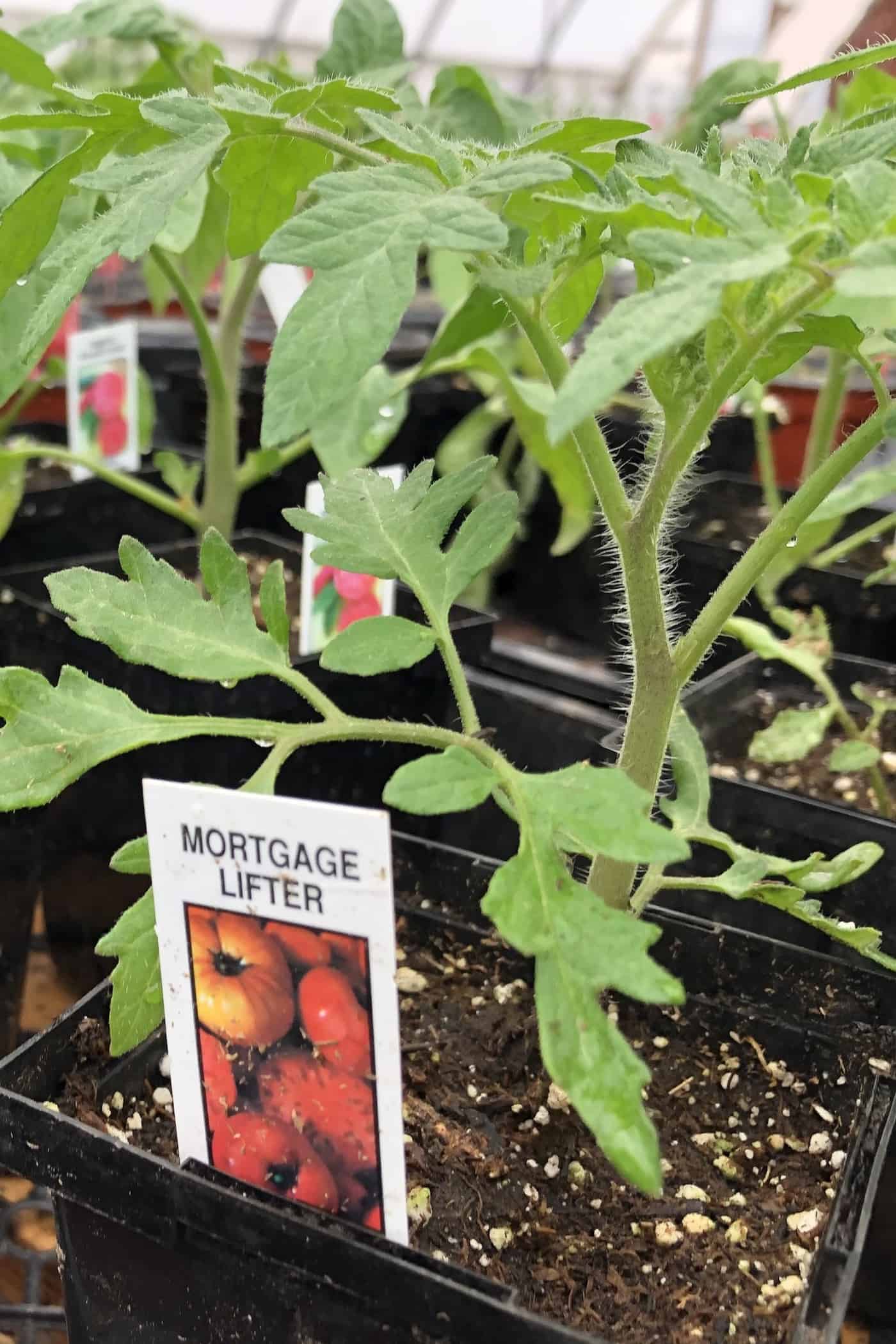 The mortgage lifter tomato - baby seedling plant