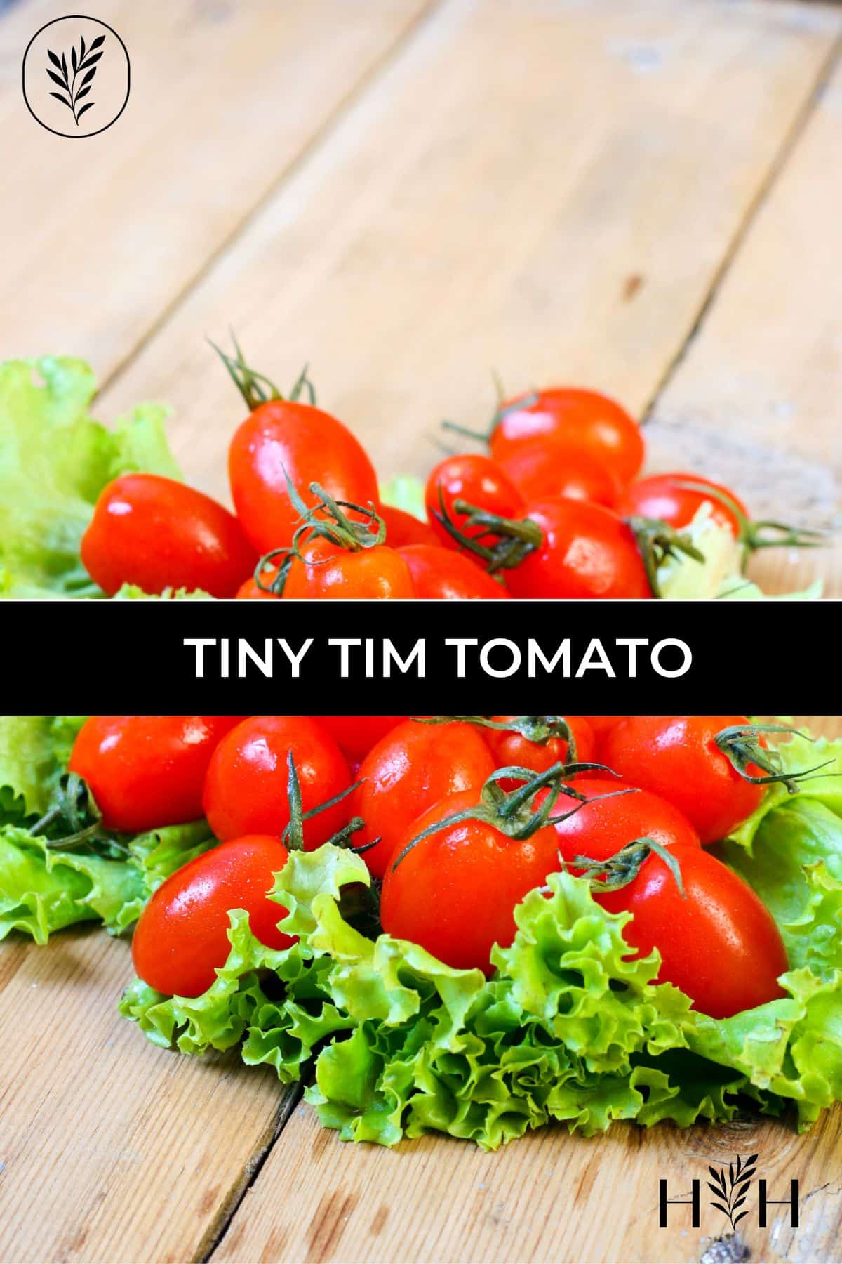 Tiny tim tomato via @home4theharvest