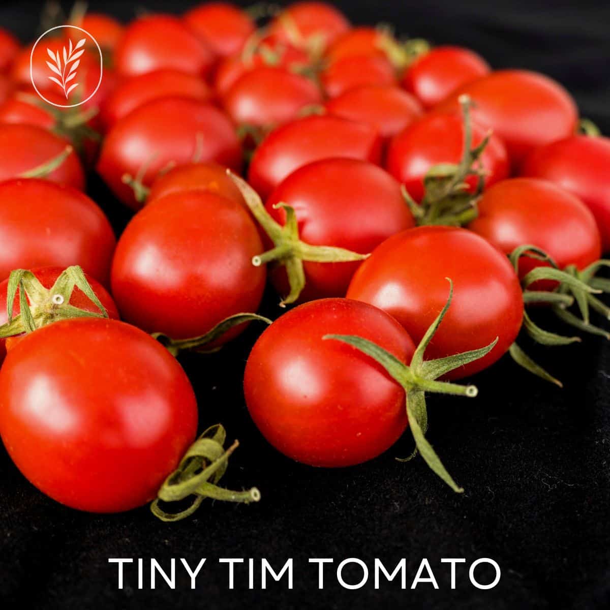 Tiny tim tomato via @home4theharvest
