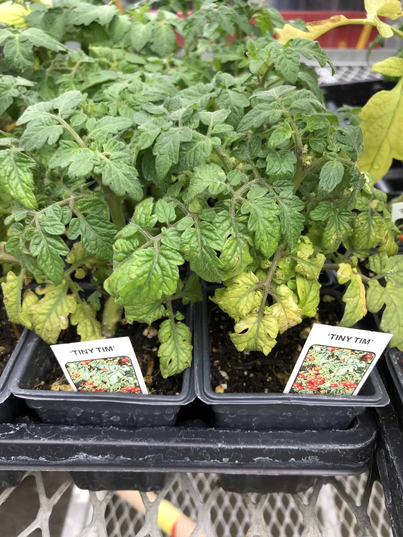 Tiny tim tomato seedlings