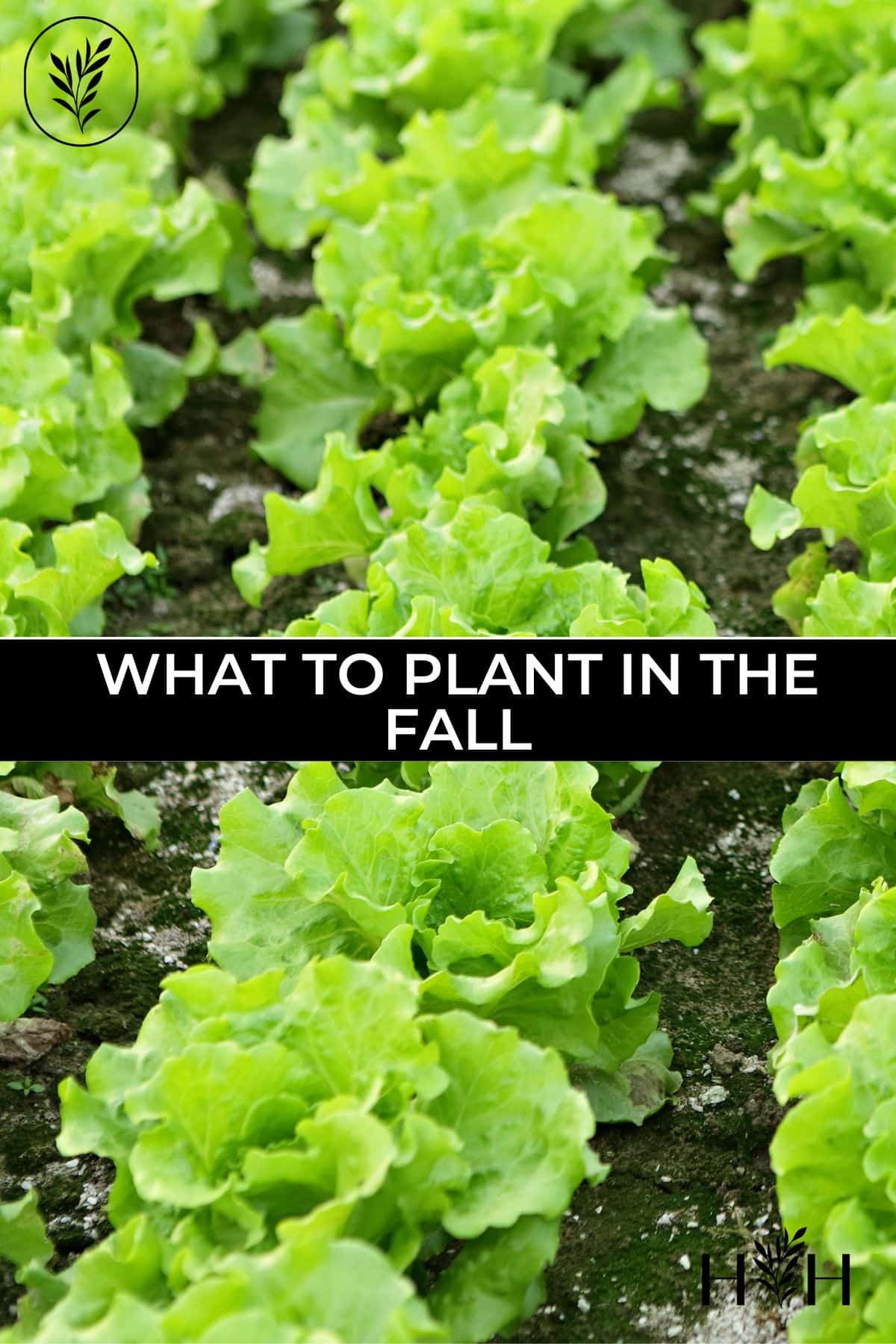 What to plant in the fall via @home4theharvest
