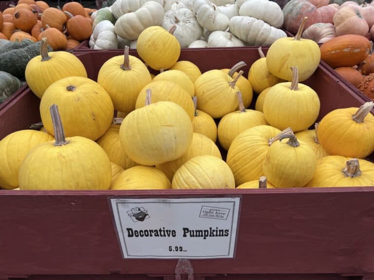 20+ yellow pumpkins 🎃 💛 Discover these cheerful varieties and uses!