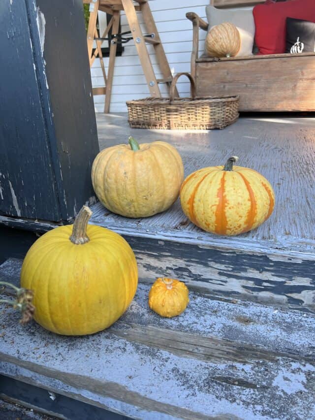 20+ yellow pumpkins 🎃 💛 Discover these cheerful varieties and uses!