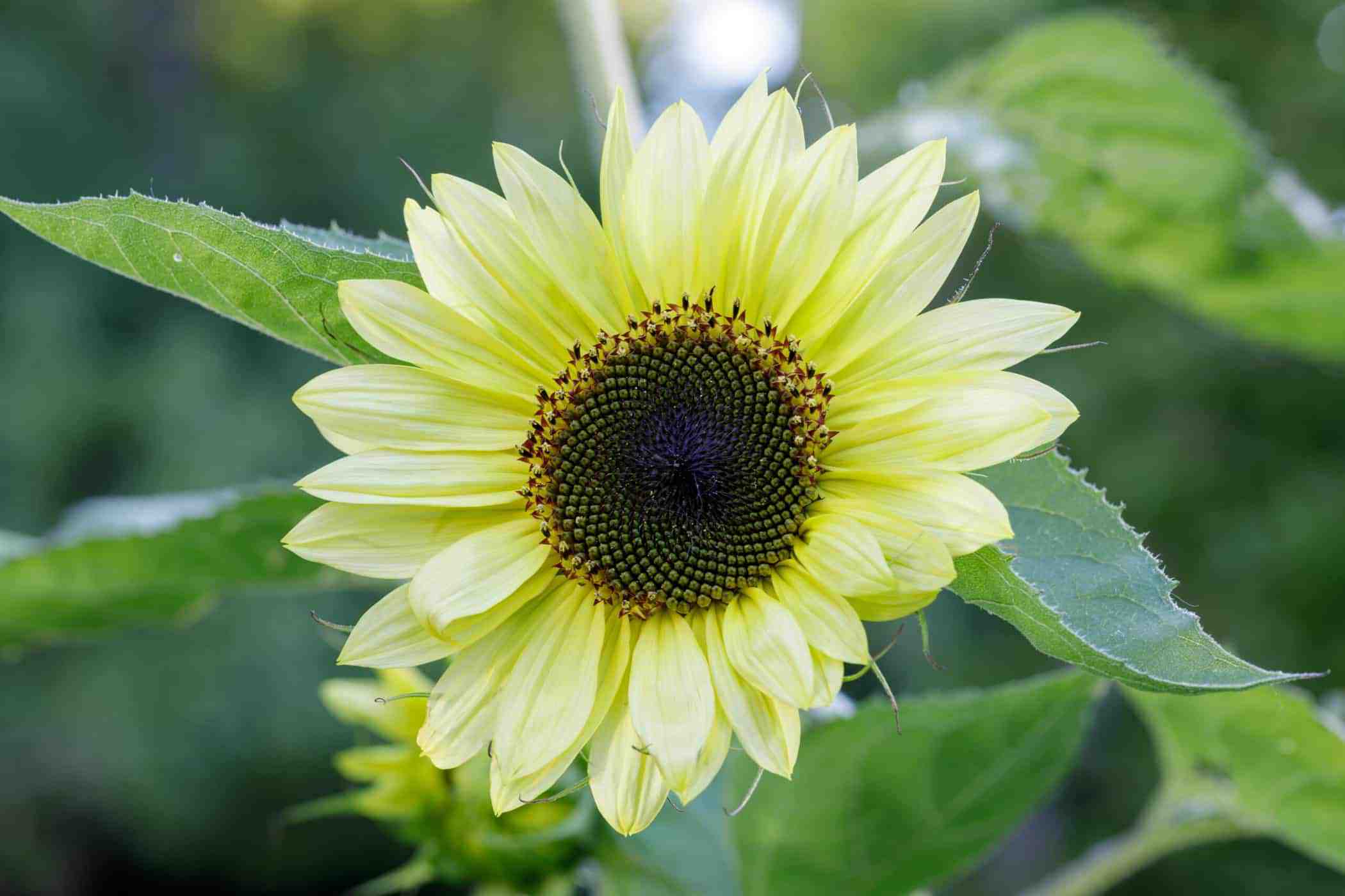 Lemon queen sunflower