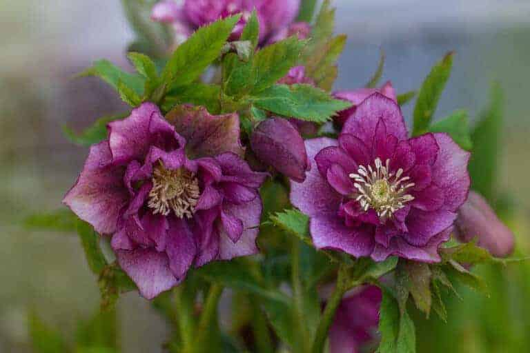 Lenten rose for stunning winter blooms ️ 🌹 Explore this hardy, shadeloving perennial!