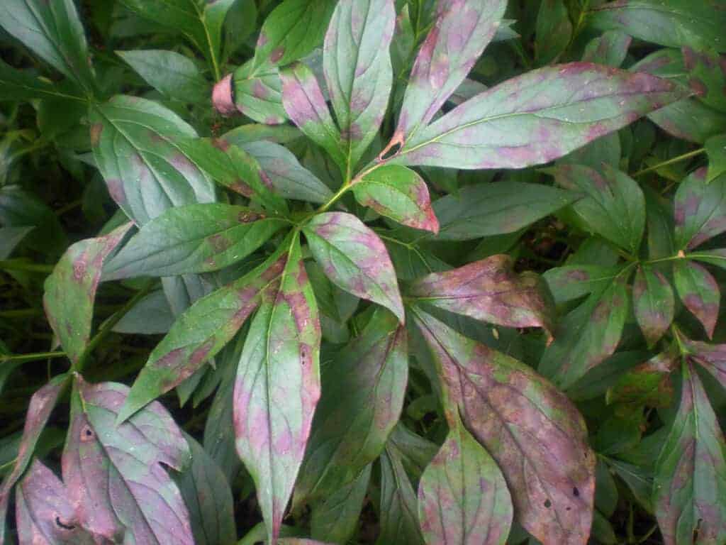 Peony plant with diseased leaves