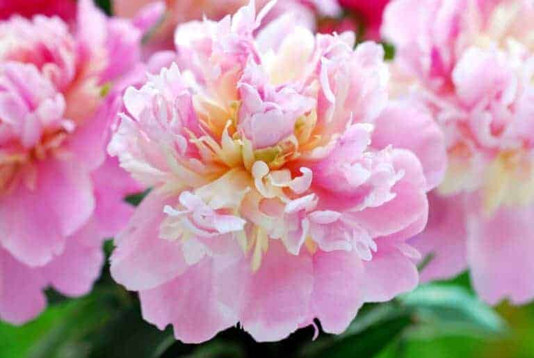 Raspberry Sundae Peony: A Fluffy Pink & Yellow Peony Variety | Home for ...