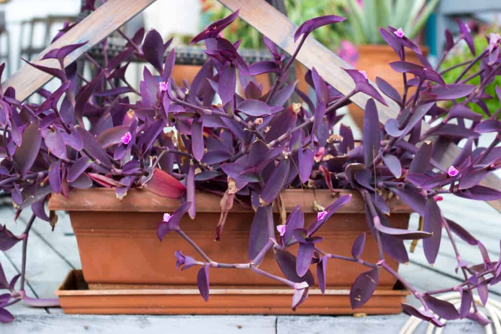 Tradescantia pallida - purple heart plant foliage and flowers
