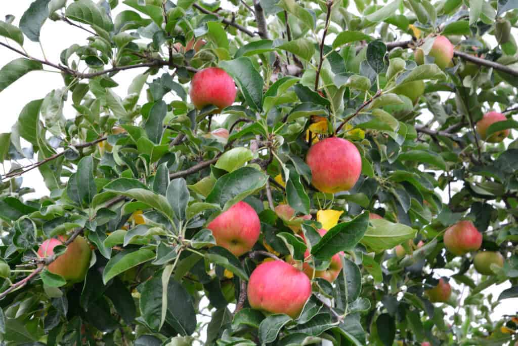 Sweetango apples growing on a tree