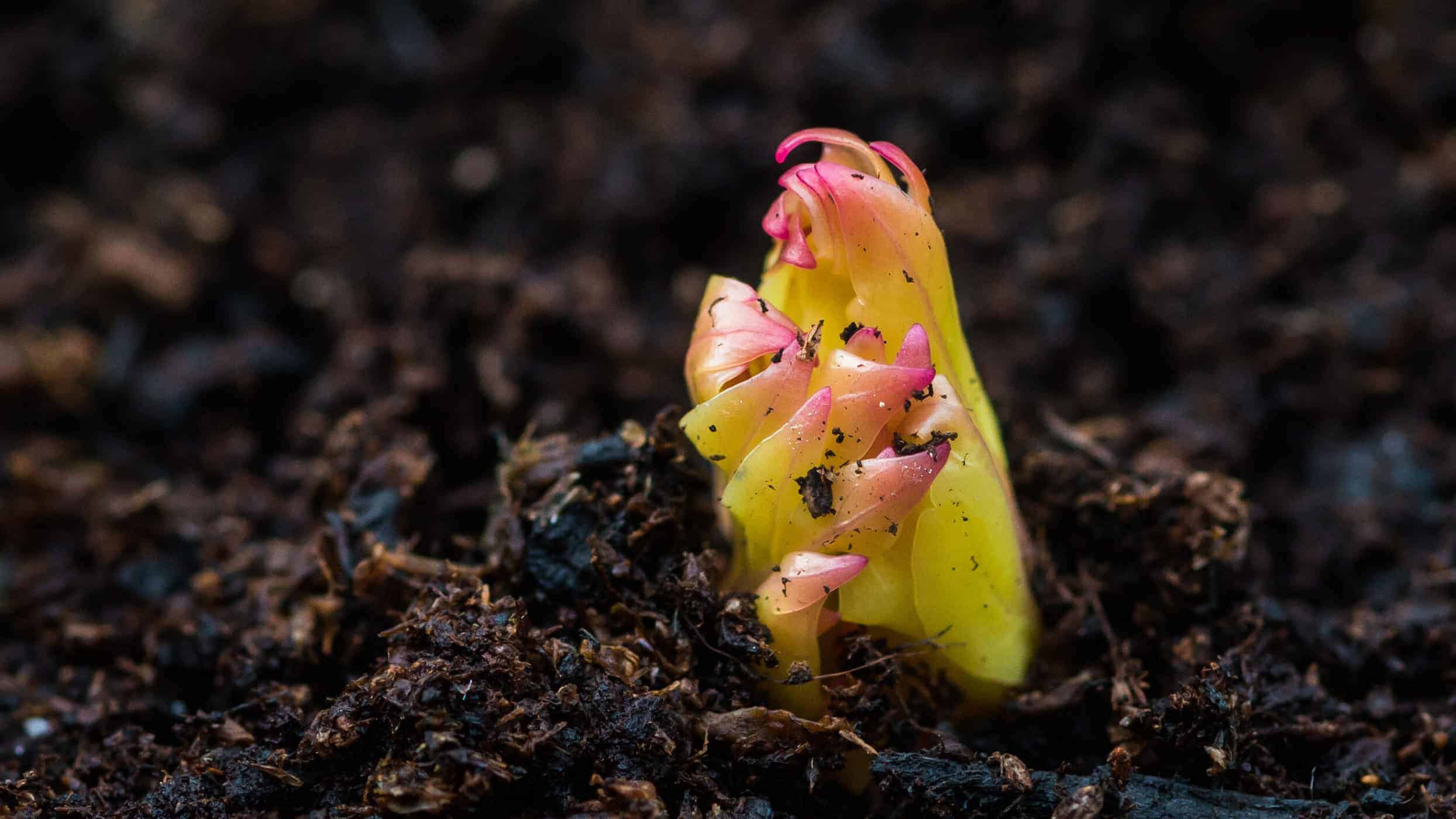 Peony plant emerging from the soil in spring