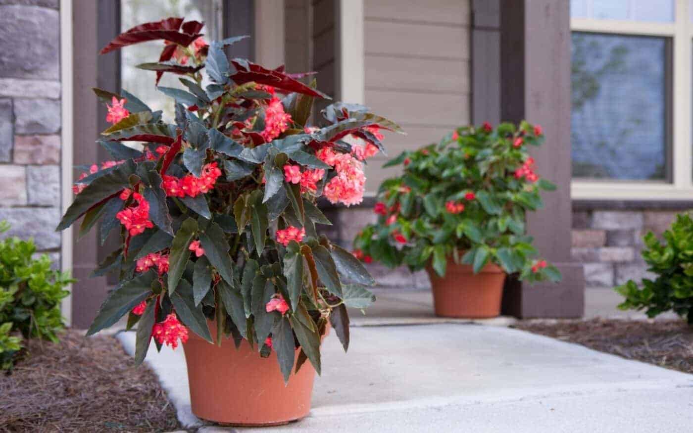 Angel Wing Begonia Easy Care Ornamental Potted Plants Home For The Harvest