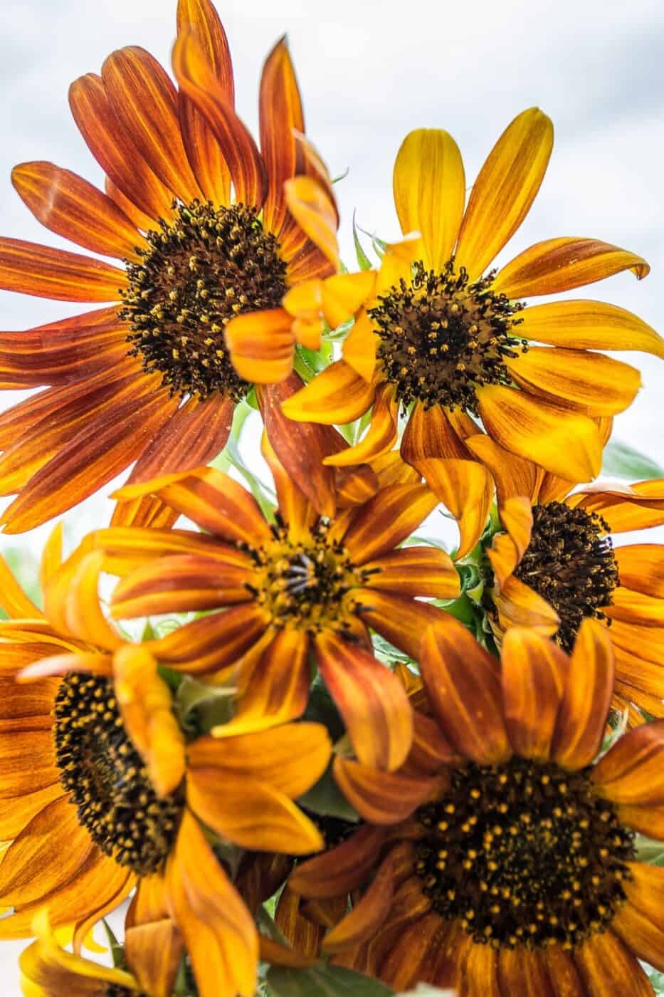 Autumn Beauty sunflower 🌻 🍂 Unlock the secrets to stunning fall blooms!