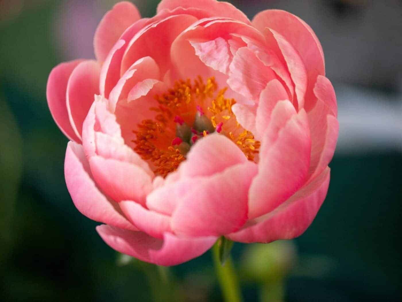 Discover the captivating Coral Charm peony 🌷💫 A standout in any garden!