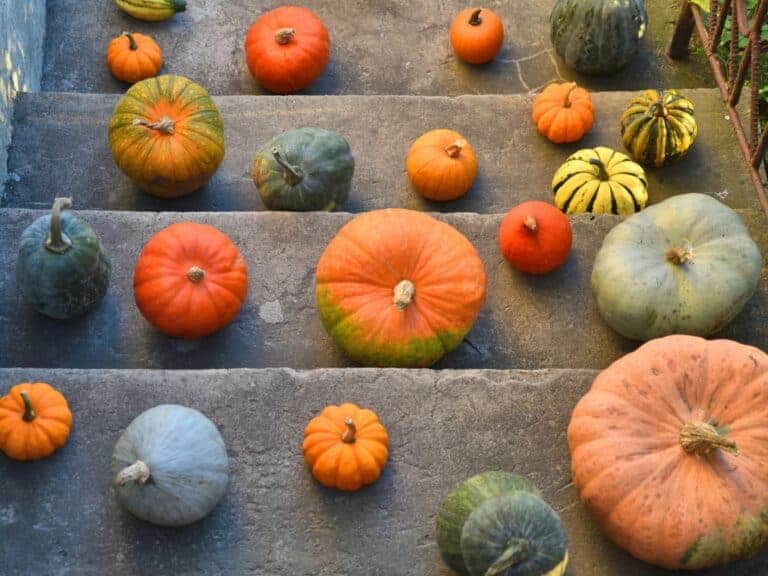 Decorative pumpkins: 25+ gorgeous ornamental varieties for the fall