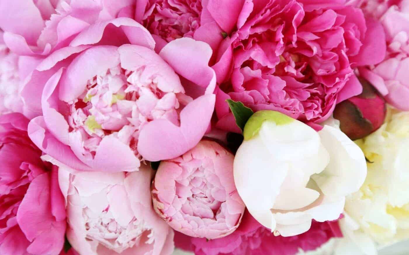 20 peony varieties 🌺 TOP choices, plus 200+ rare cultivars