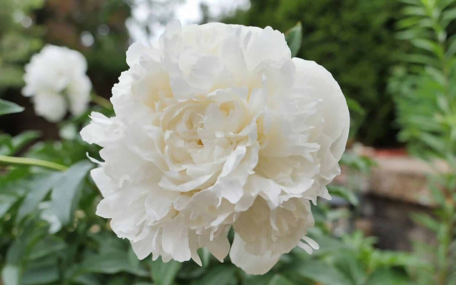 Duchesse de Nemours peony 🌸💡 An heirloom white variety with soft