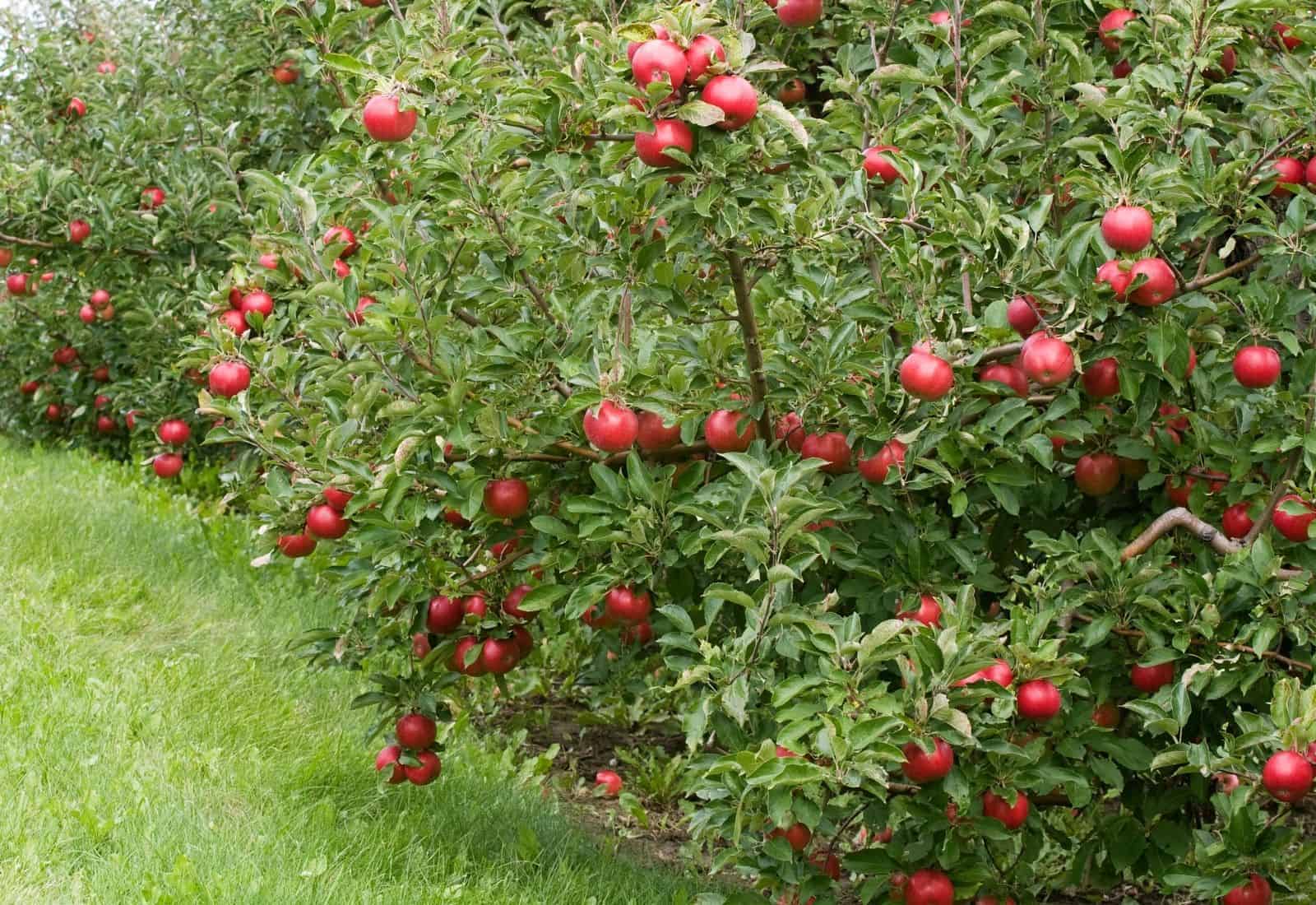 Empire apples on the tree