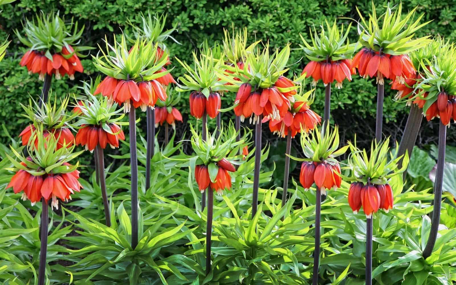 Fritillaria - orange crown imperial