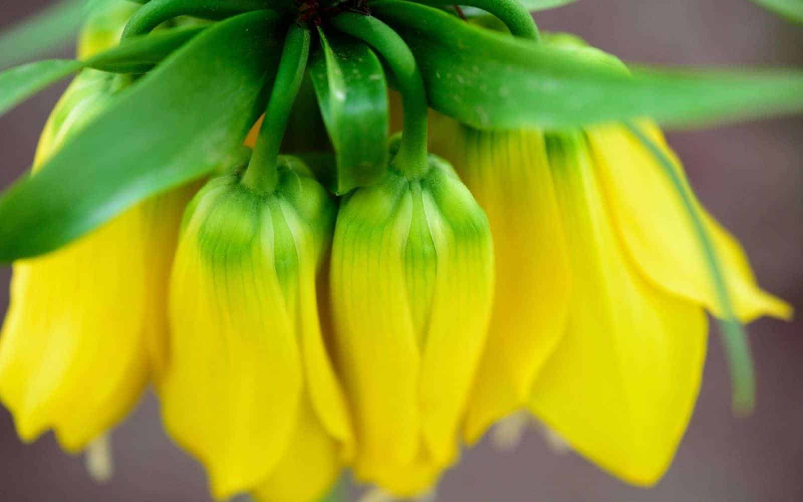 Fritillaria - yellow