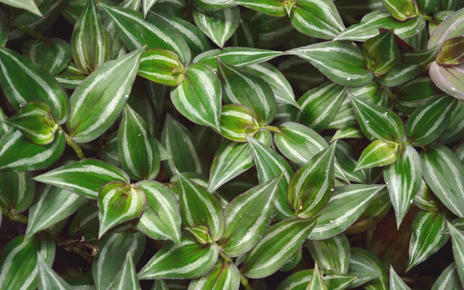 Green variegated tradescantia