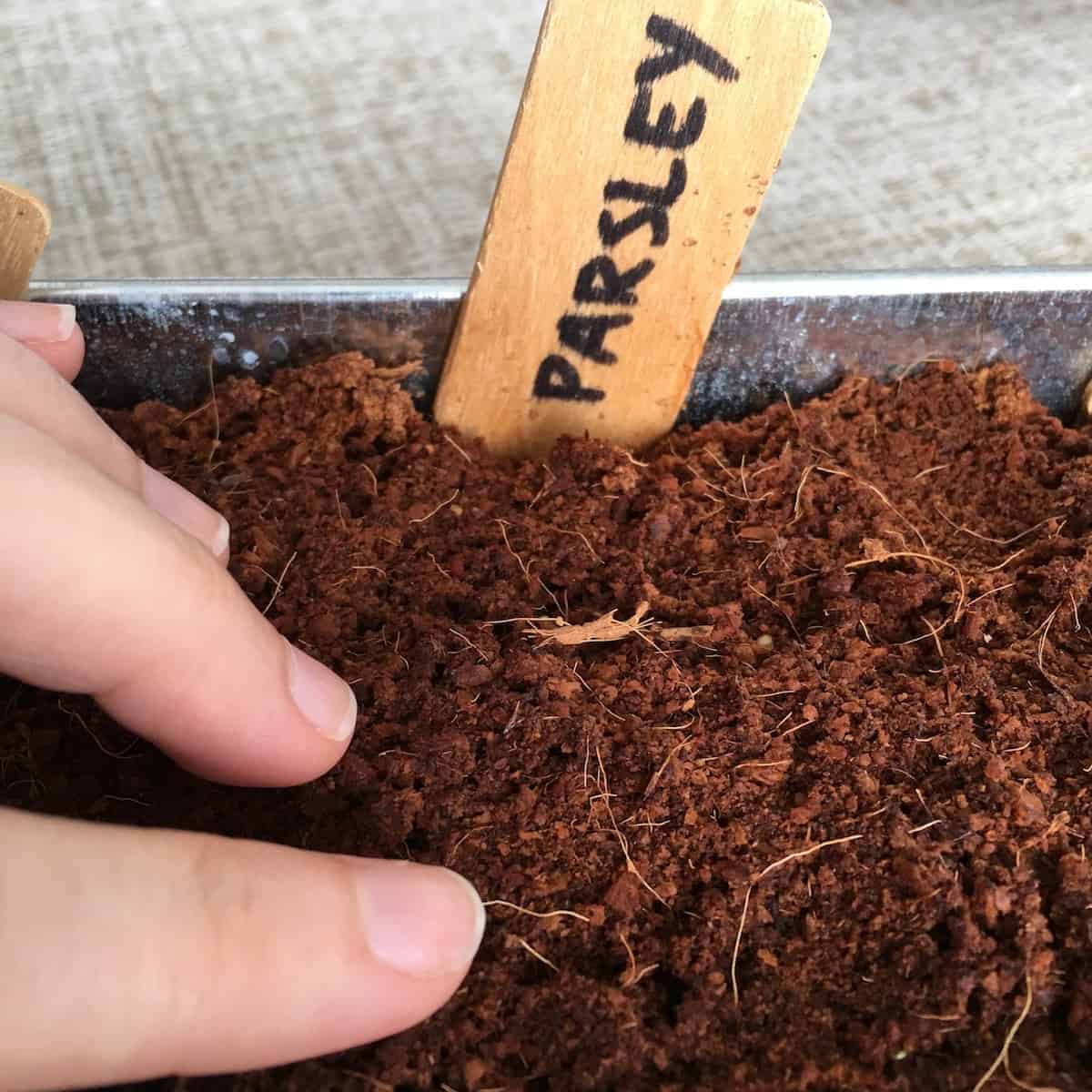 Growing parsley seeds in coco coir