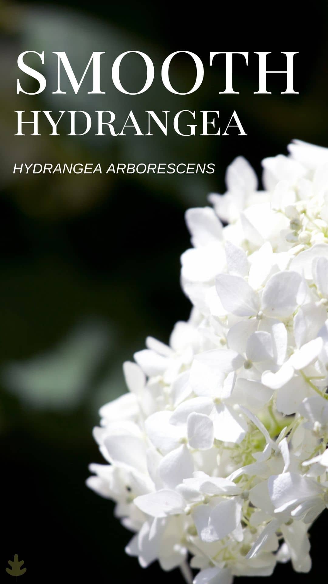 Hydrangea arborescens via @home4theharvest