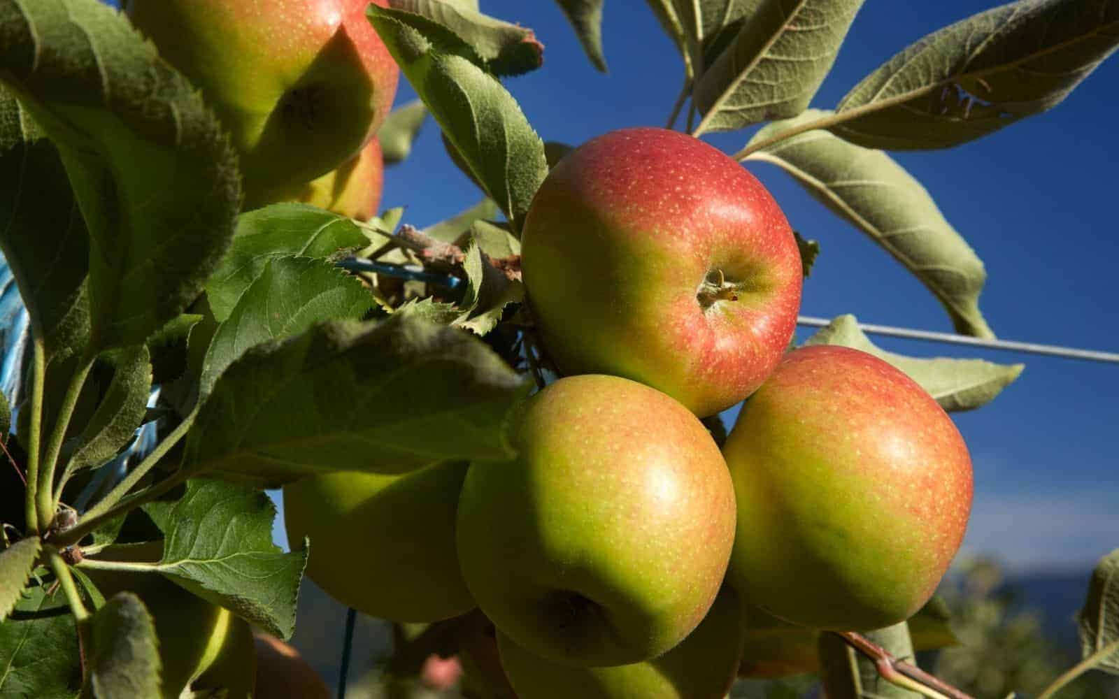 Jonagold apples growing on the tree