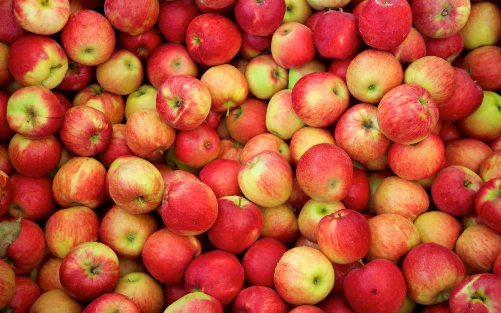 Jonagold apples for sale