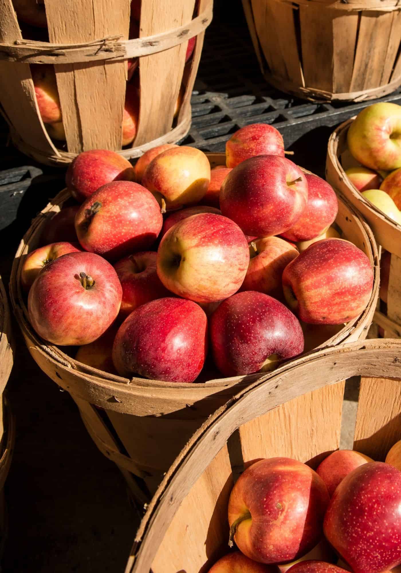 Jonagold apples in bushel basket