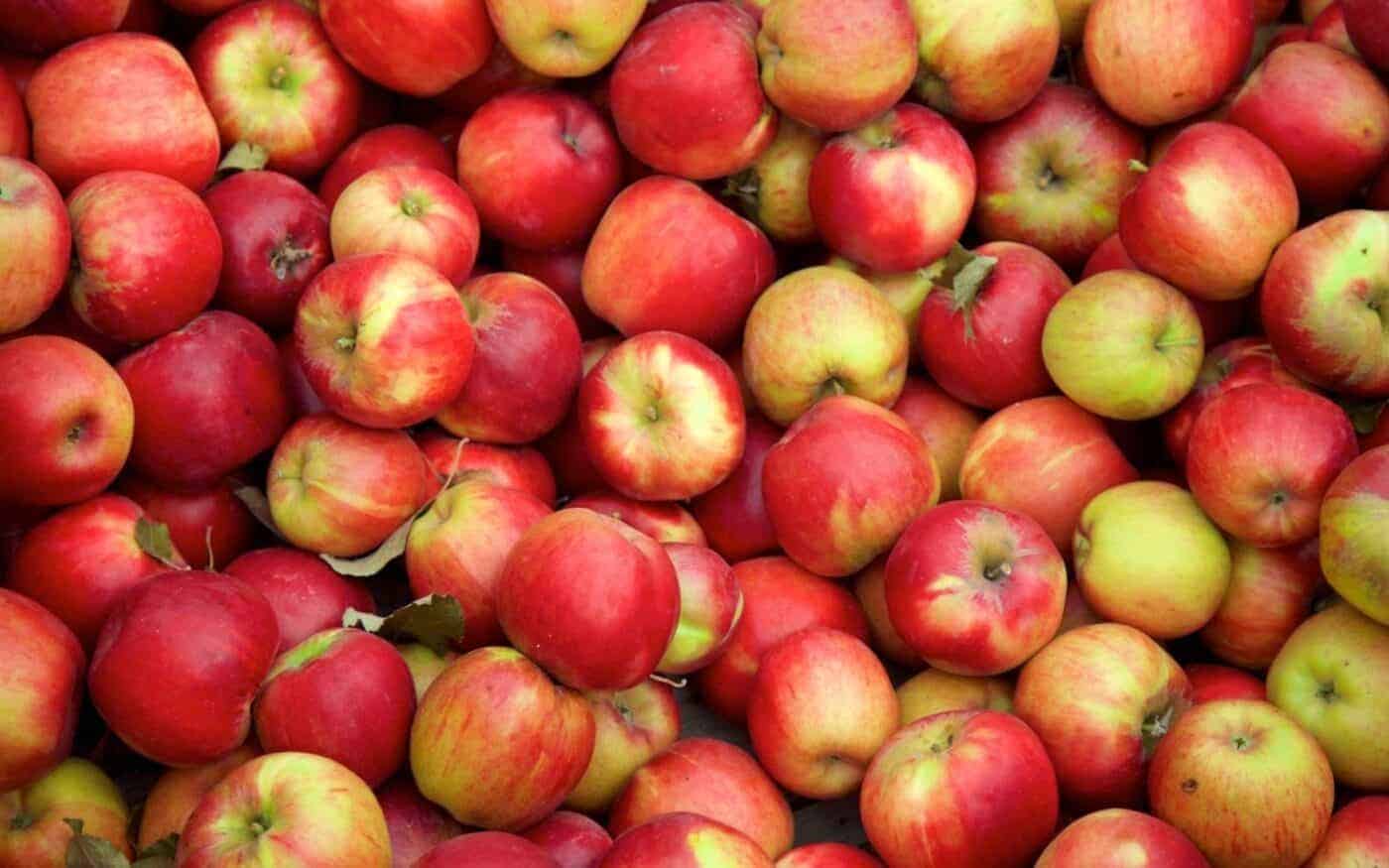 Jonathan apple essentials and growing tips 🍎 🌳 Unlock the secrets to a