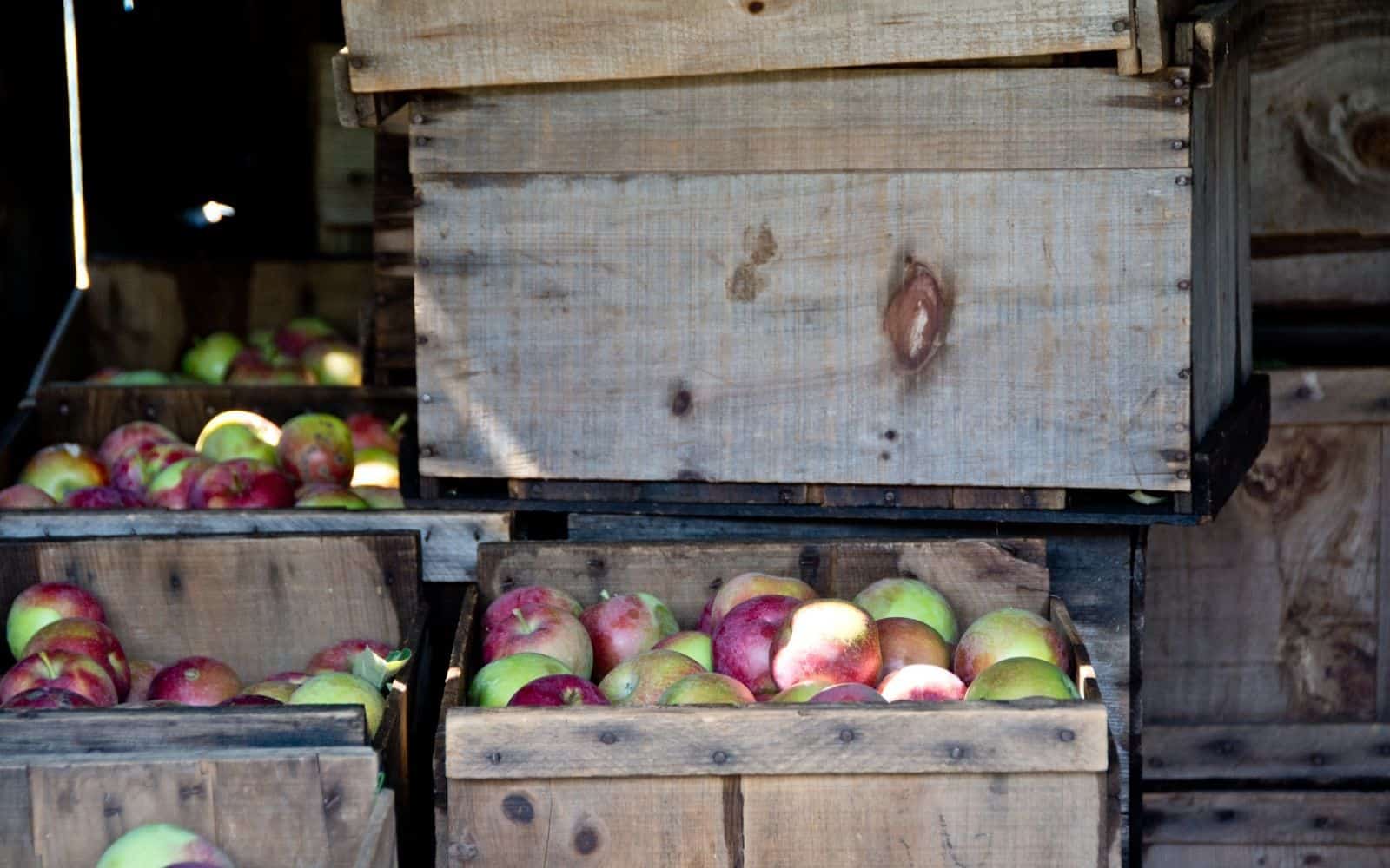 Macoun apple harvest in wooden farm crates