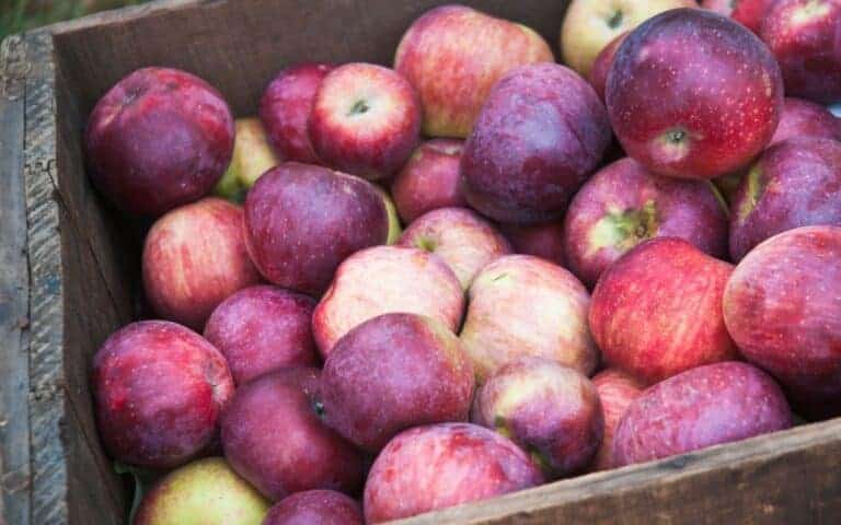 Macoun apple: A deep red American variety