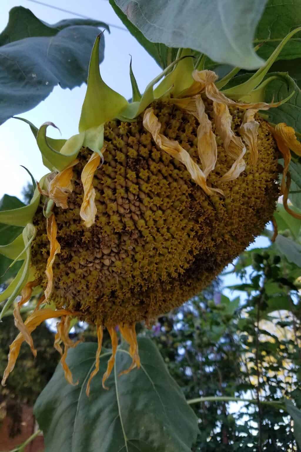 Mammoth sunflower 🌻 🏆 Discover tips and tricks for stunning, giant blooms!