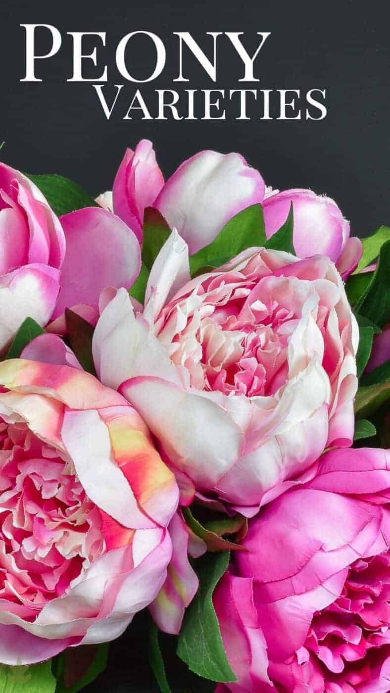 Peony Varieties The Top 20 Types, Plus 200+ Different Cultivars To Grow