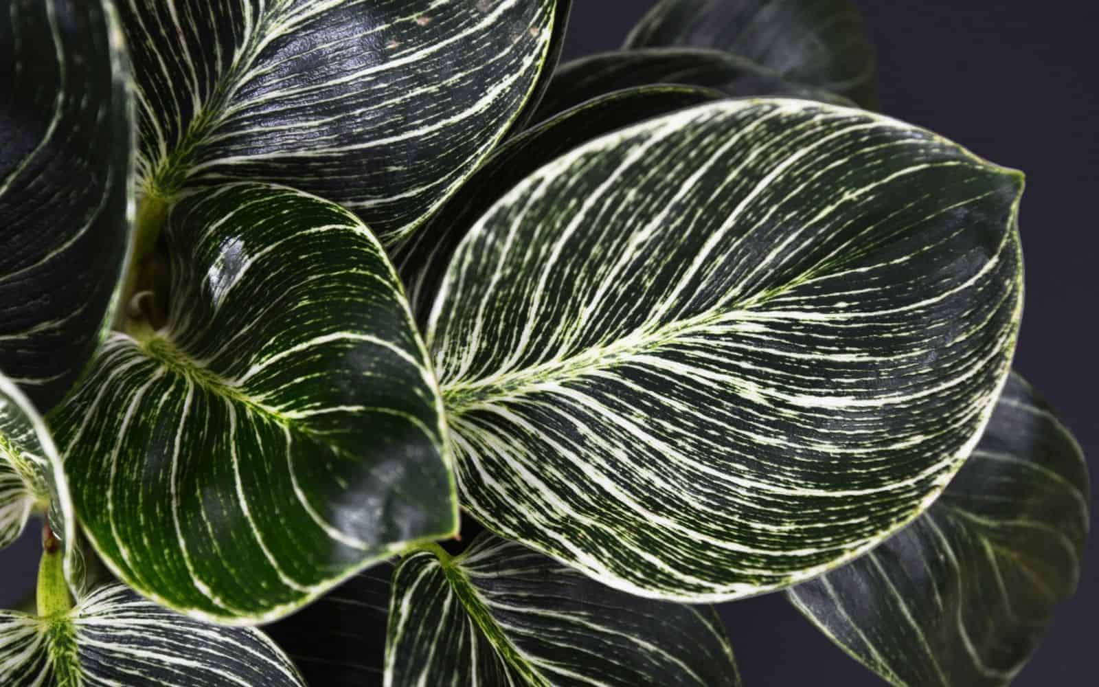 Philodendron Birkin leaves - variegated