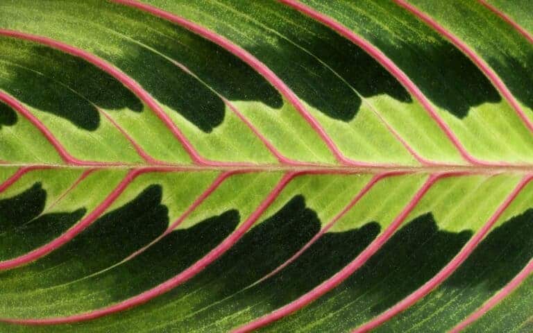 Prayer plant - maranta leuconeura erythrophylla