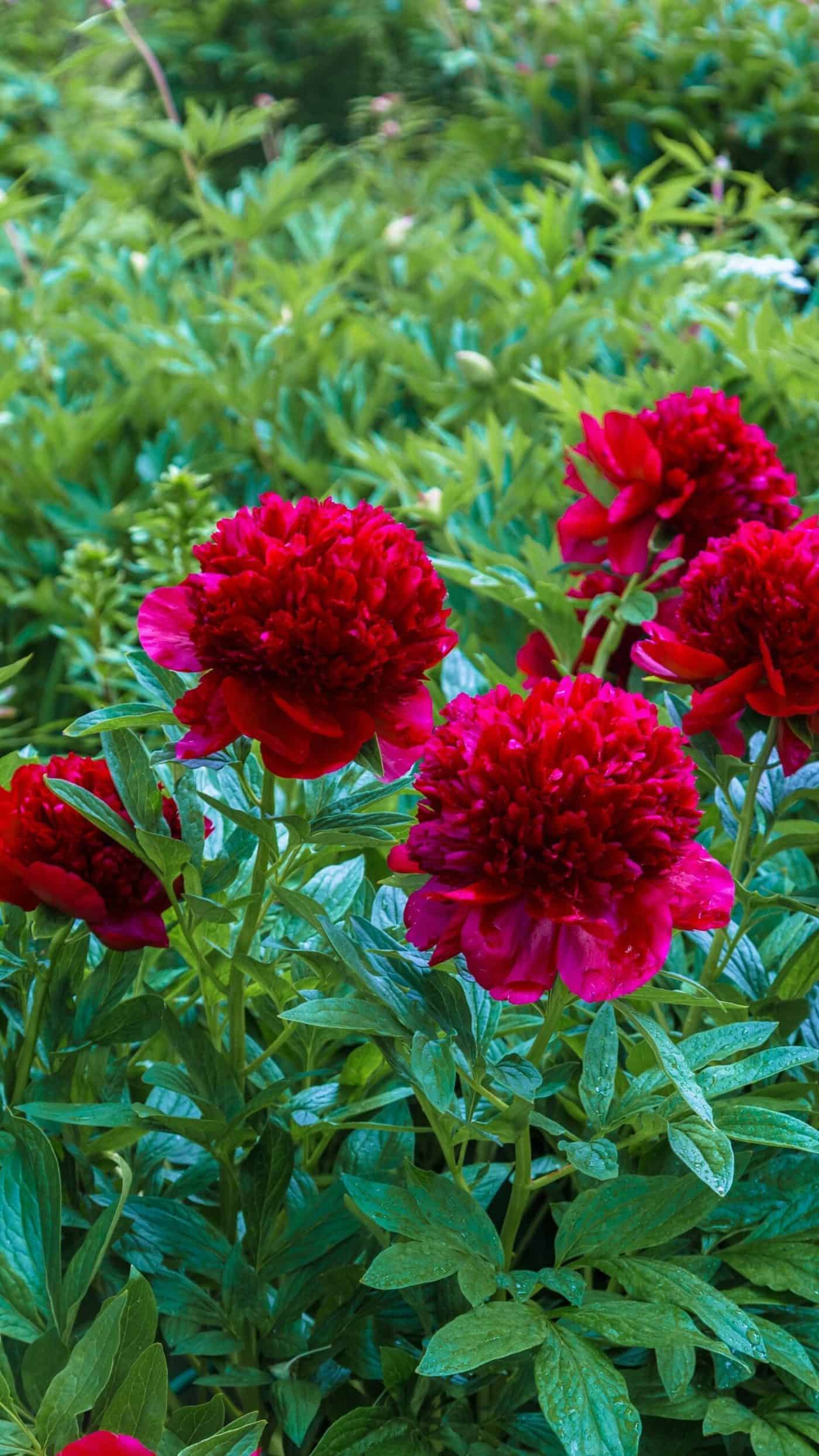 Perennial Peony Roots Rare Charm Fragrant Impressive Resistant Flower Red Plant 