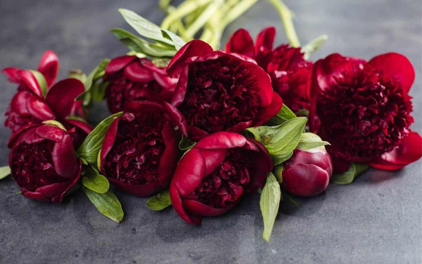 Etna Uforenelig Advarsel Red Charm peony: A deep scarlet peony variety | Home for the Harvest