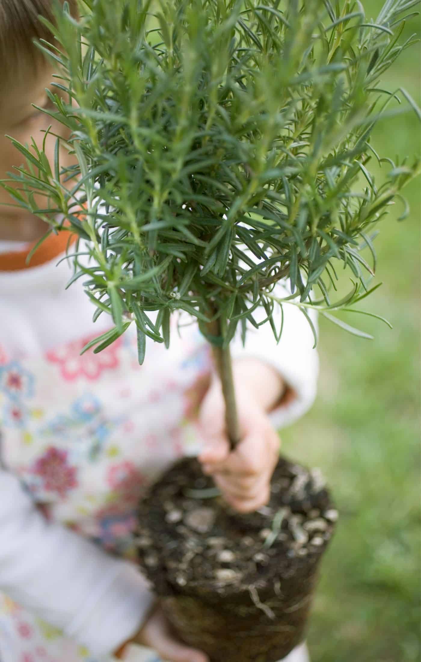 Rosemary tree showing roots carried by kid