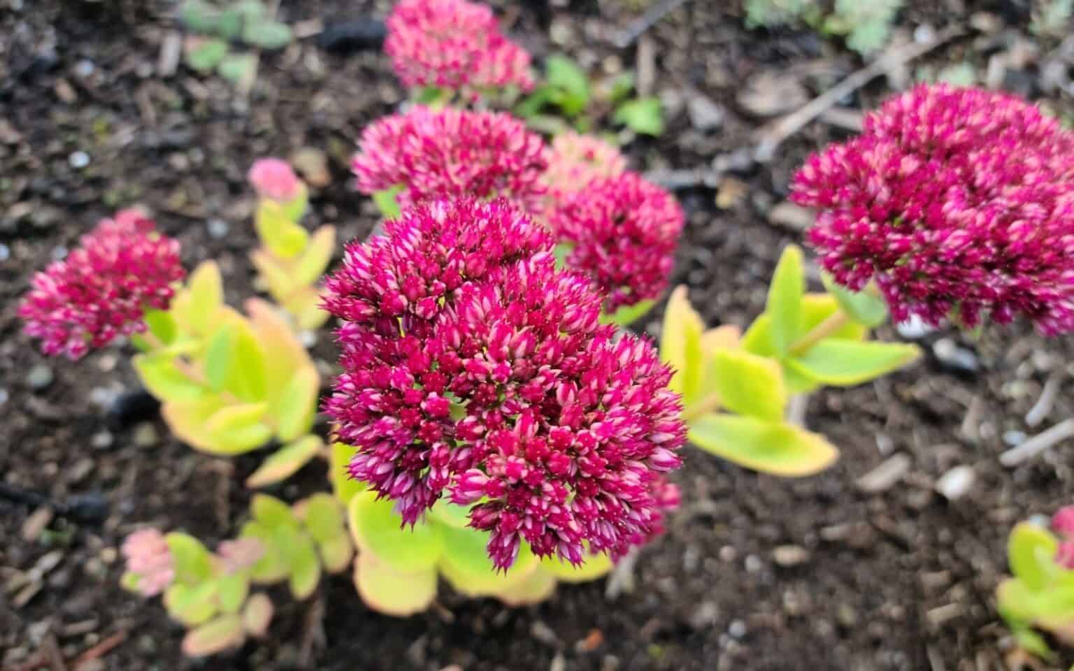 Sedum plants in your garden 🌿 🌼 Discover versatile and easytogrow