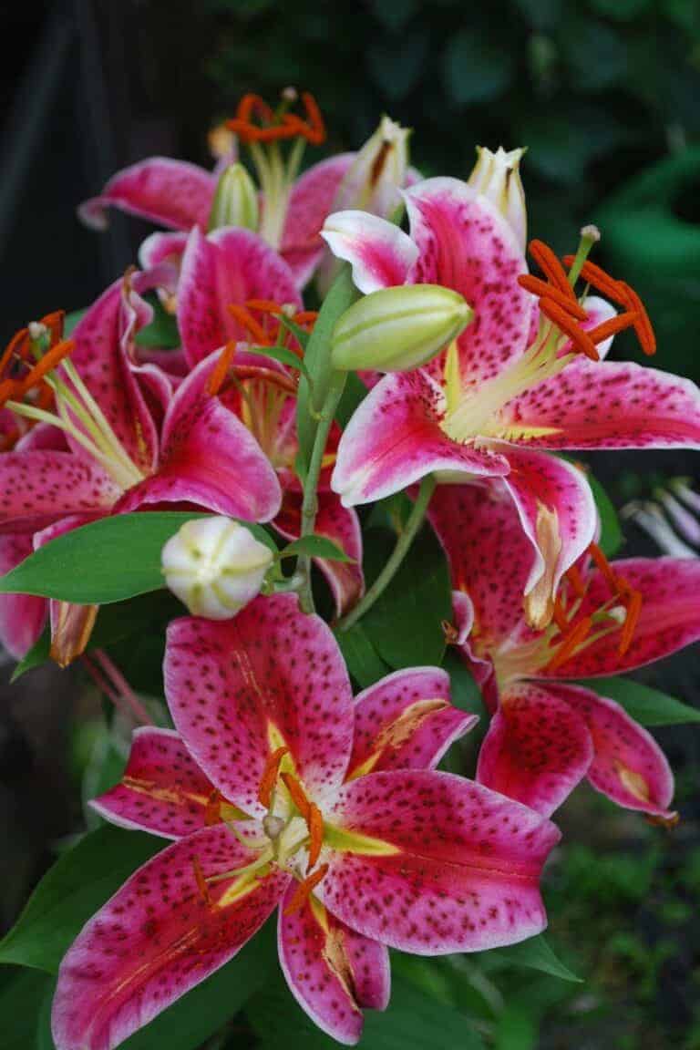 Stargazer lily for a vibrant garden 🌟 💐 Uncover the secrets to growing