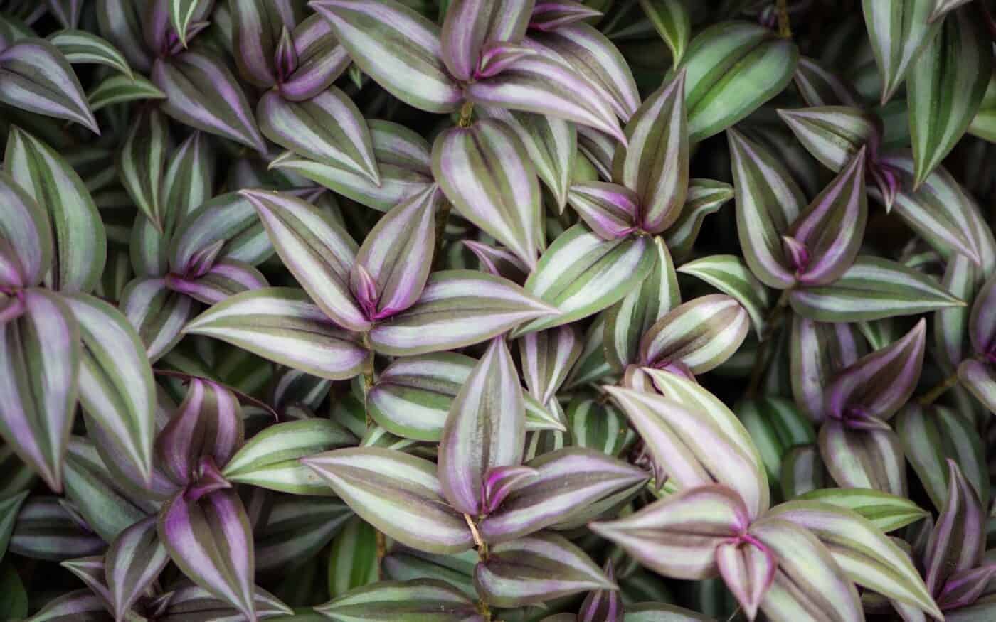 Tradescantia varieties and care 💚 🌟 Explore the vibrant world of this